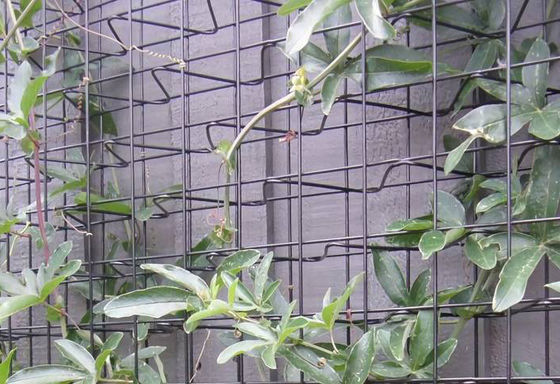 Tres dimensiones de 3 " × 3 " malla de apertura de acero al carbono de alambre de escalada trellis malla
