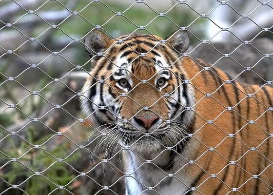 Malla de Cuerda de Acero Inoxidable para Cercado de Zoológico – Alta Seguridad y Estética Agradable